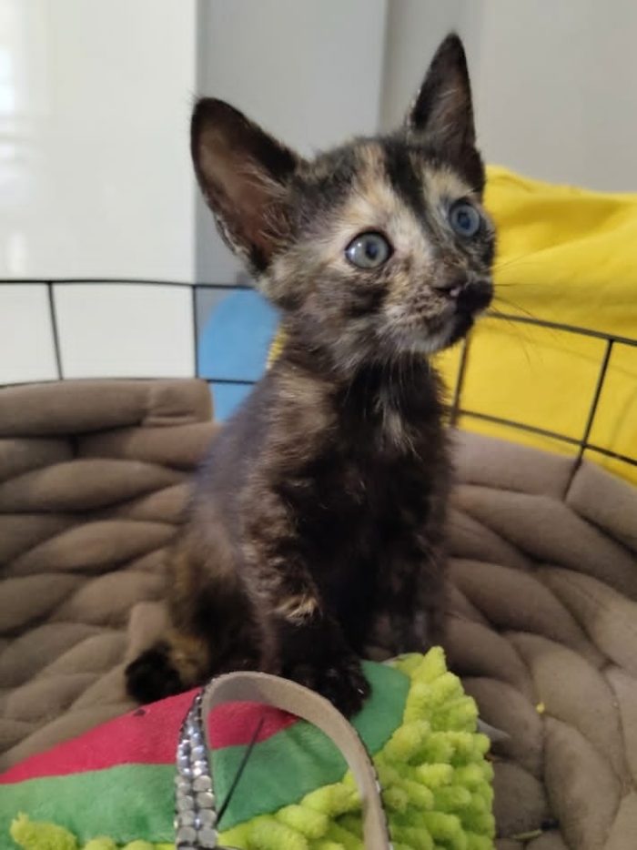 4 GATTINI DI 50 GG. CERCANO CASA