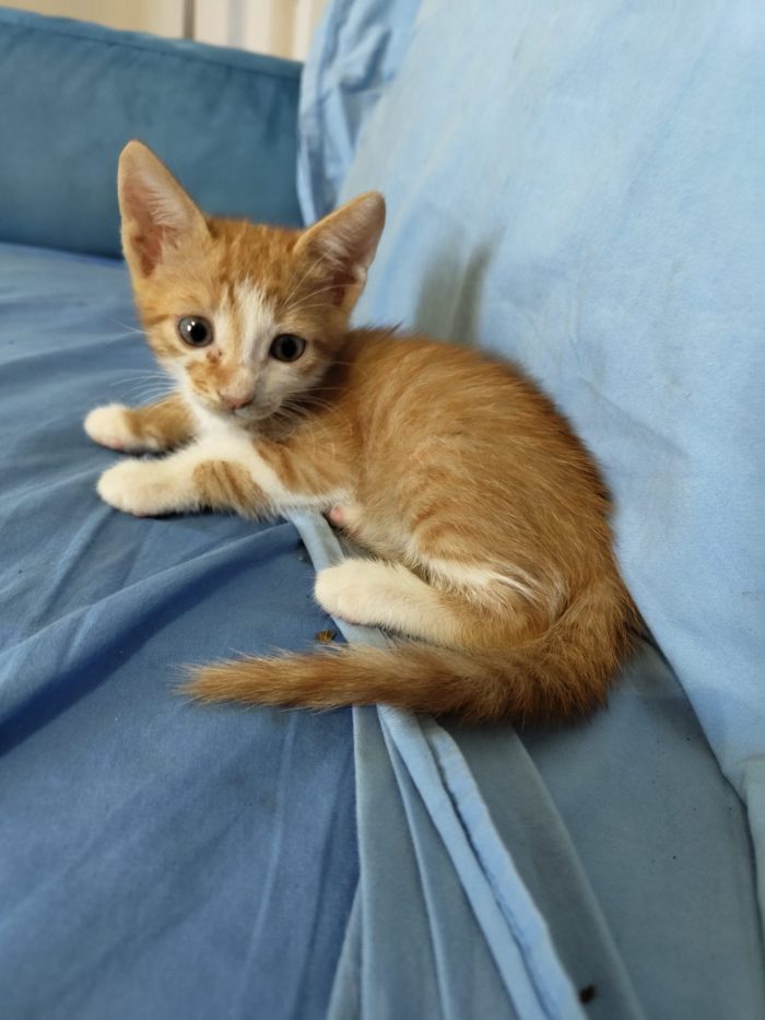 4 GATTINI DI 50 GG. CERCANO CASA - media 5