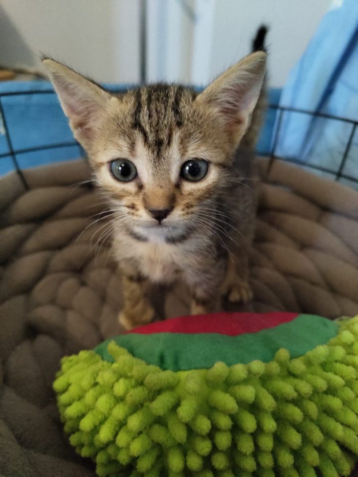 4 GATTINI DI 50 GG. CERCANO CASA