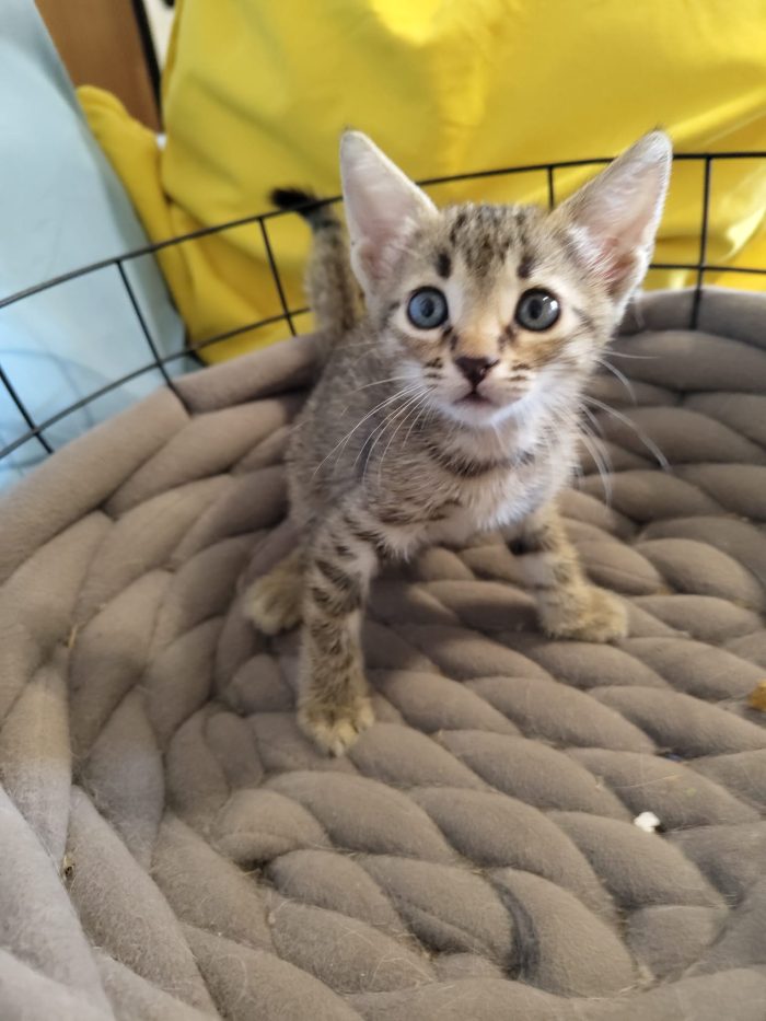 4 GATTINI DI 50 GG. CERCANO CASA - media 4