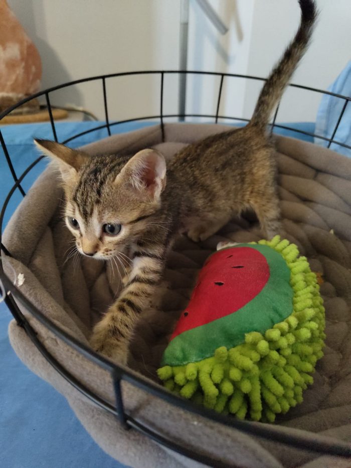 4 GATTINI DI 50 GG. CERCANO CASA - media 8