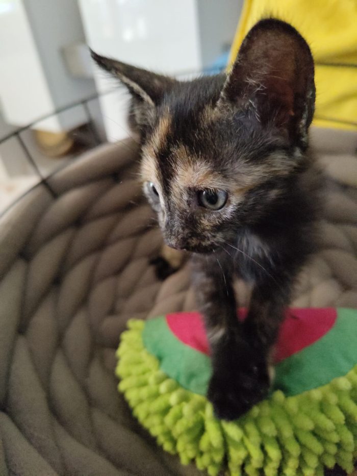 4 GATTINI DI 50 GG. CERCANO CASA - media 9