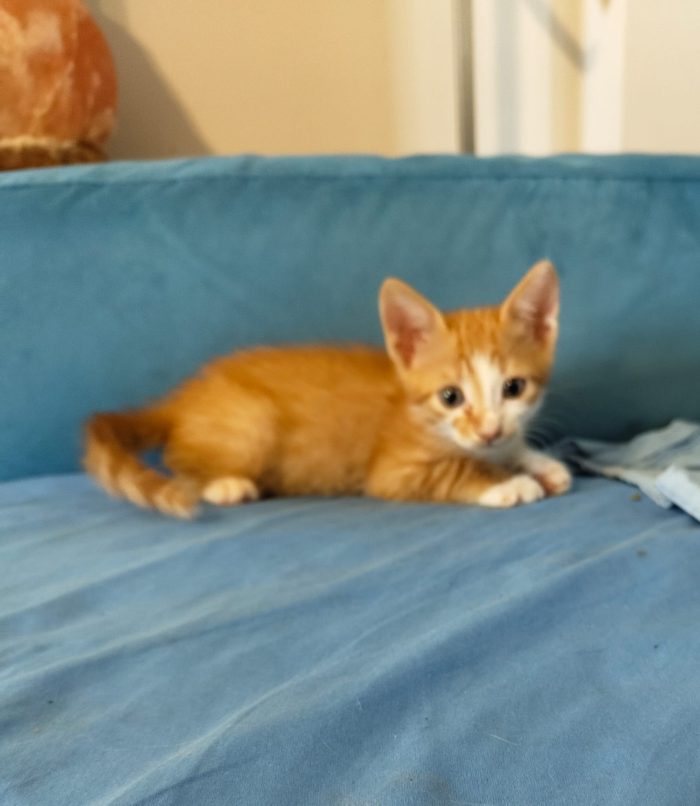 4 GATTINI DI 50 GG. CERCANO CASA - media 10