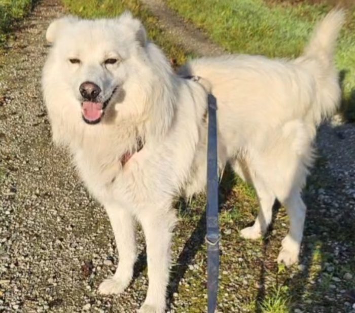 Fiore 5anni,2 a catena,da 3 in box,invani appelli!!! SOS CASA CON GIARDINO. NOVARA - media 10