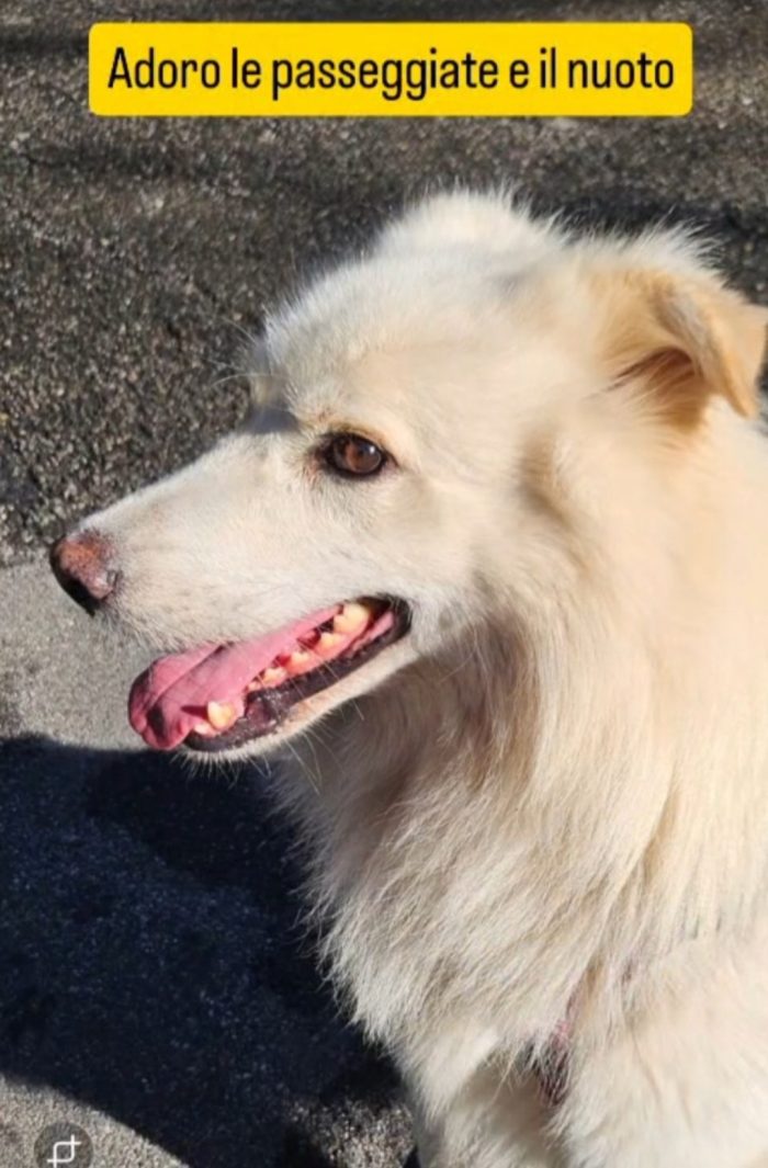 Fiore 5anni,2 a catena,da 3 in box,invani appelli!!! SOS CASA CON GIARDINO. NOVARA - media 7