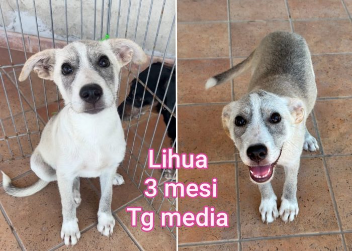 Emergenza cuccioli