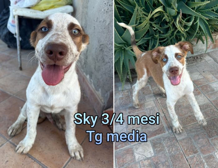 Emergenza cuccioli - media 6