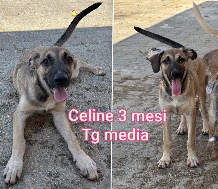 Emergenza cuccioli - media 7