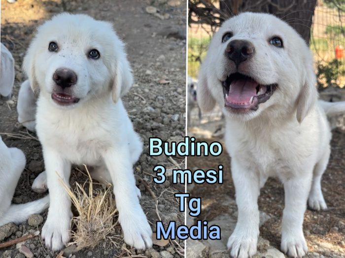 Emergenza cuccioli - media 8