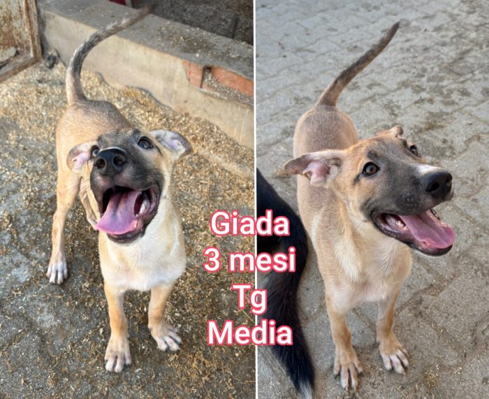 Emergenza cuccioli - media 5