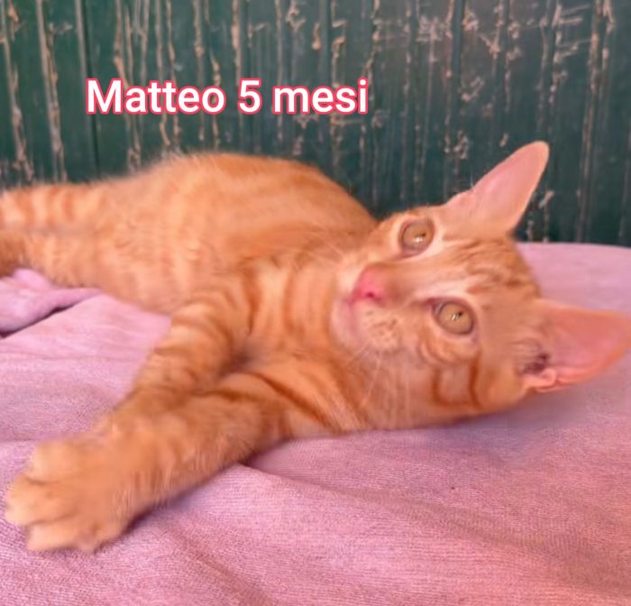 Siamo sommerse dai gattini