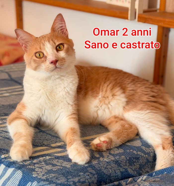 Siamo sommerse dai gattini - media 6