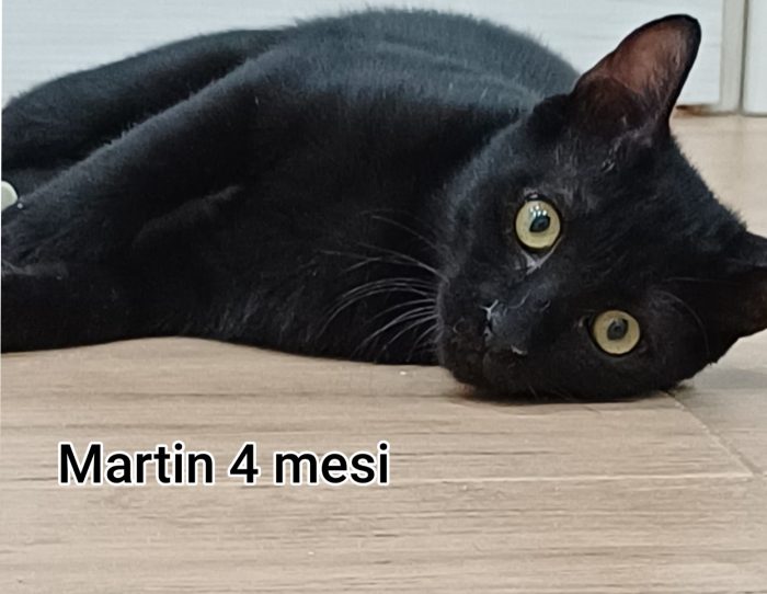Siamo sommerse dai gattini - media 7