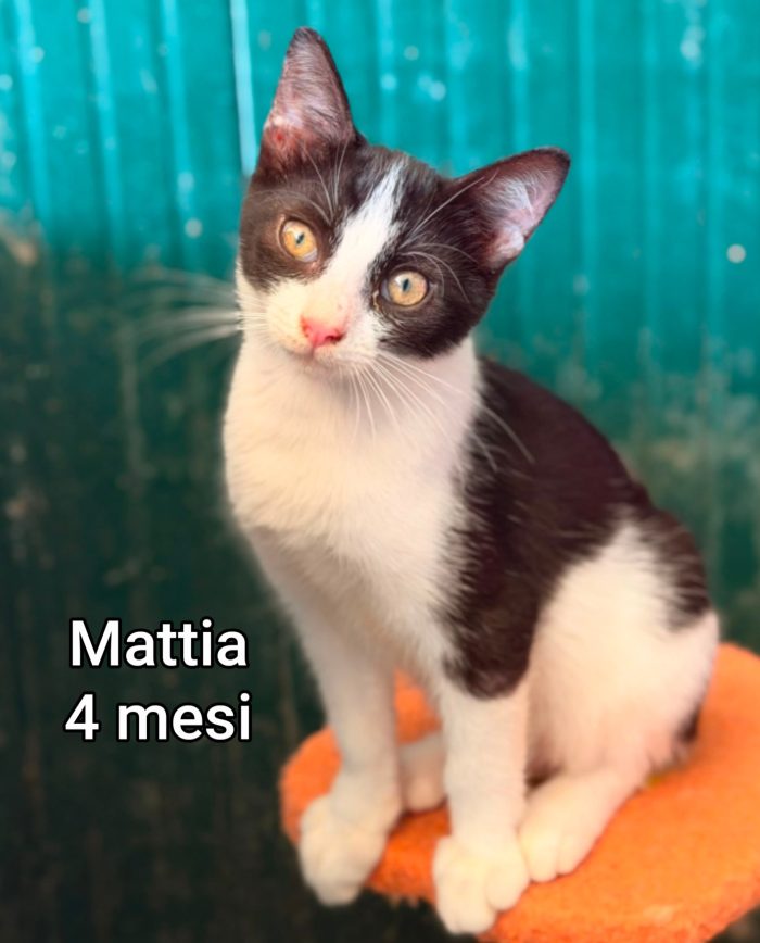 Siamo sommerse dai gattini - media 5