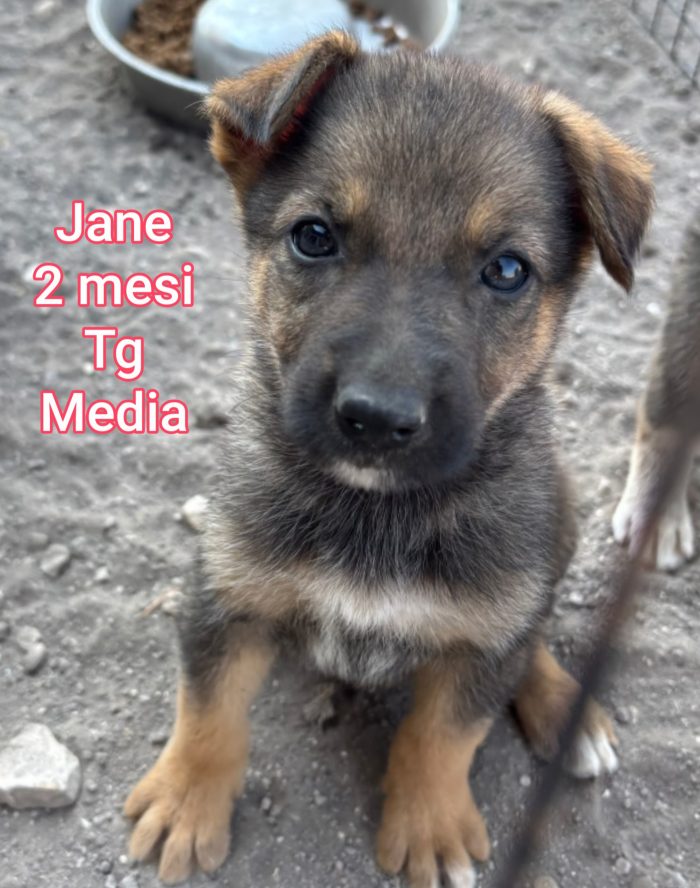Siamo piene di cuccioli - media 7