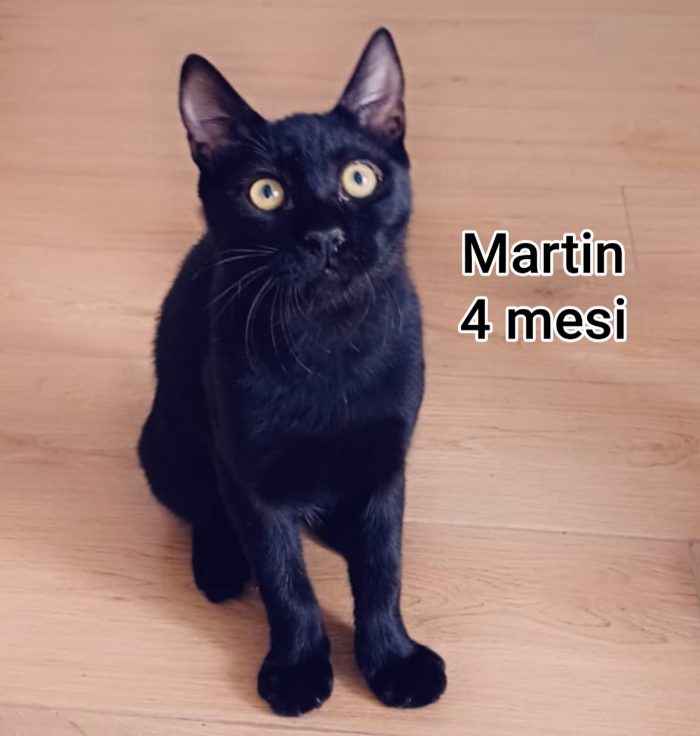 Servono adozioni x questi gatti - media 5
