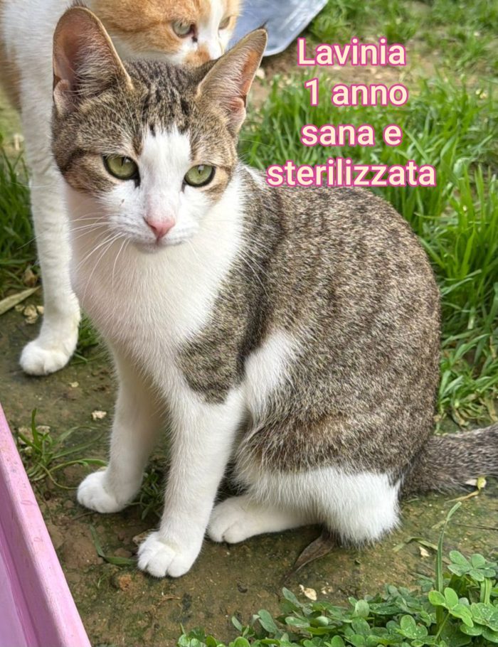Servono adozioni x questi gatti - media 10