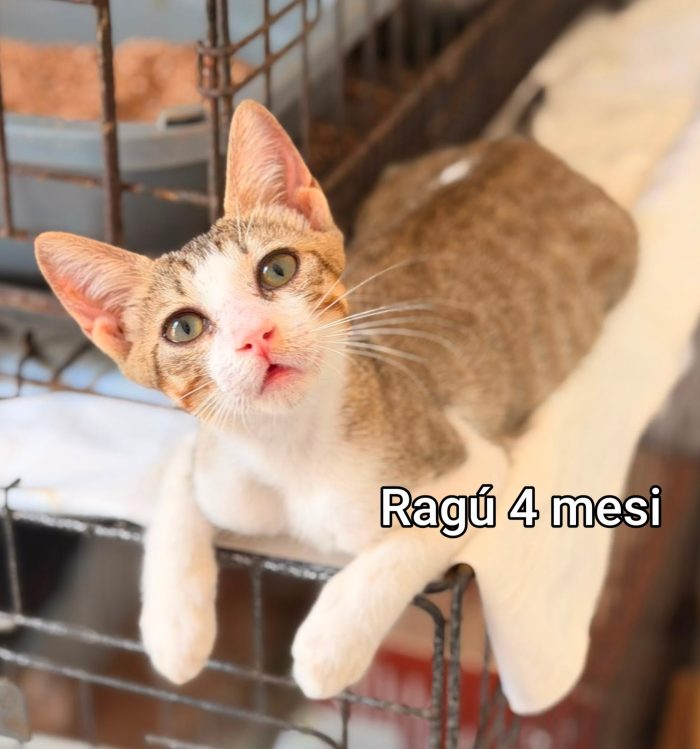 Servono adozioni x questi gatti - media 9