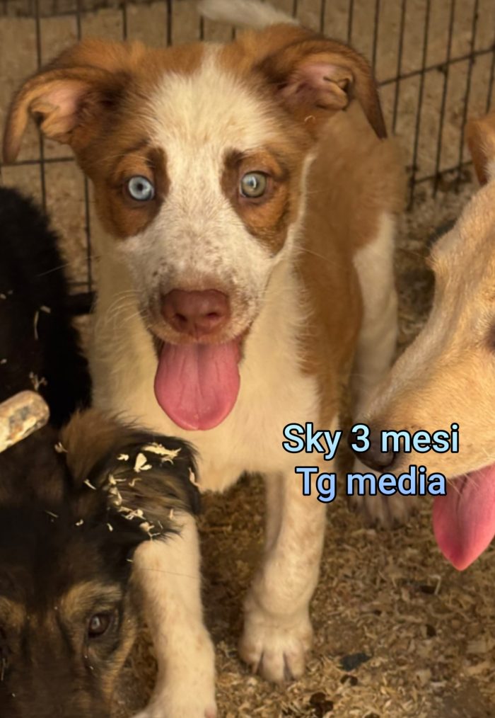 Adozioni per questi cuccioli