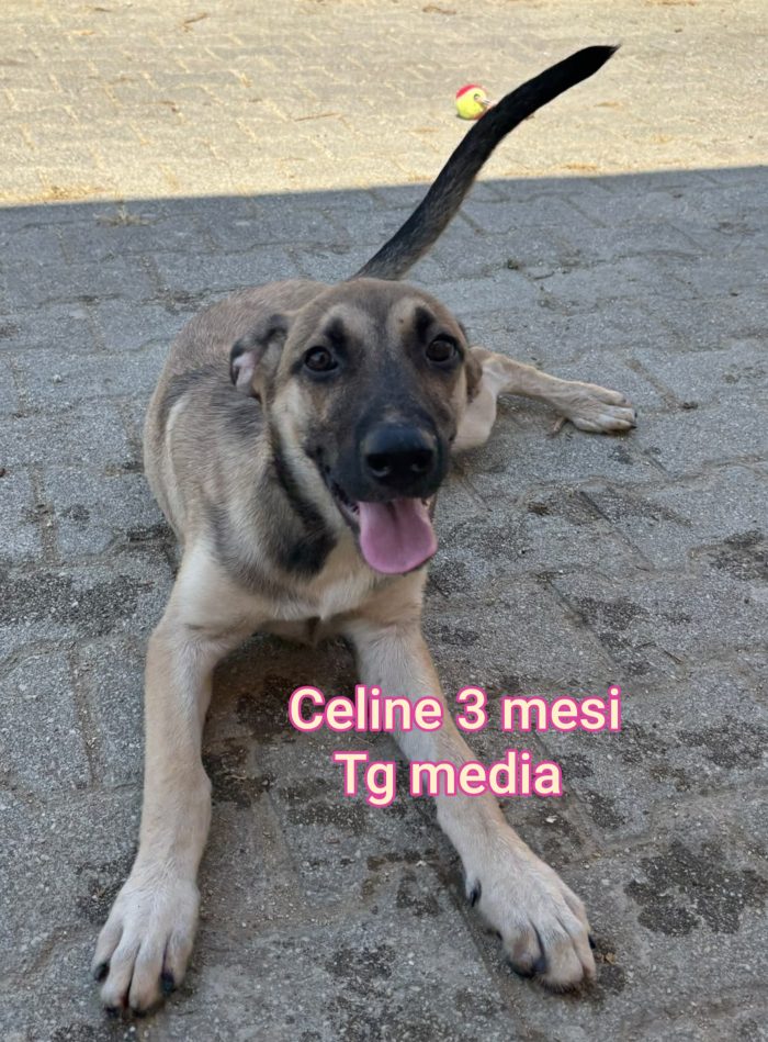 Adozioni per questi cuccioli - media 5