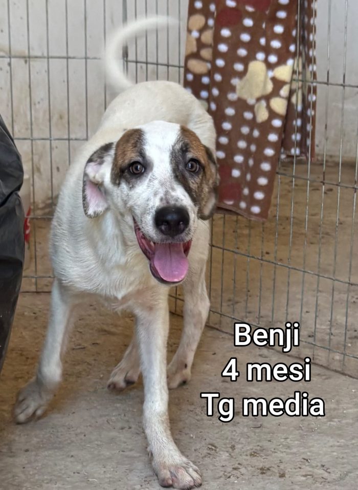 Adozioni per questi cuccioli - media 7