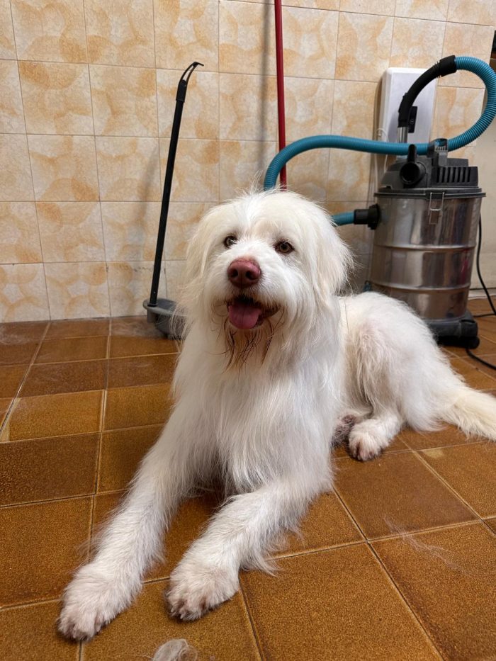 Salvate Camillo. 2 anni