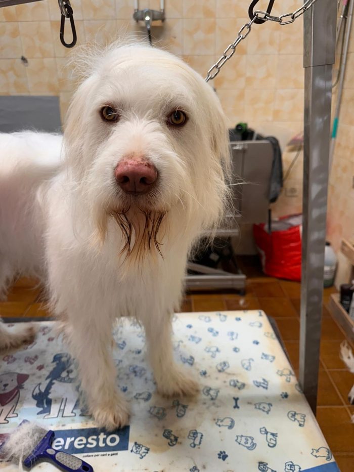 Salvate Camillo. 2 anni