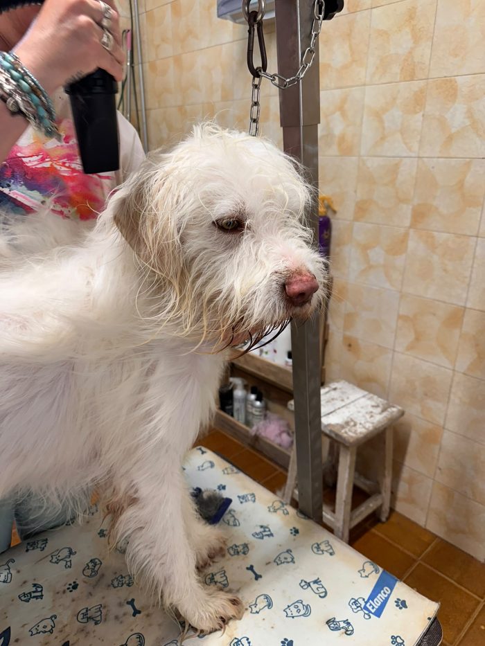 Salvate Camillo. 2 anni