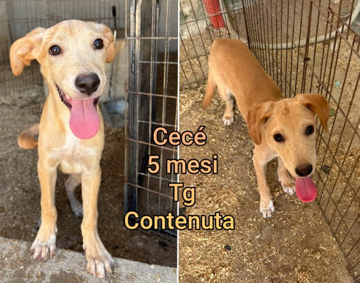 Piccoli cagnolini in cerca d'adozione