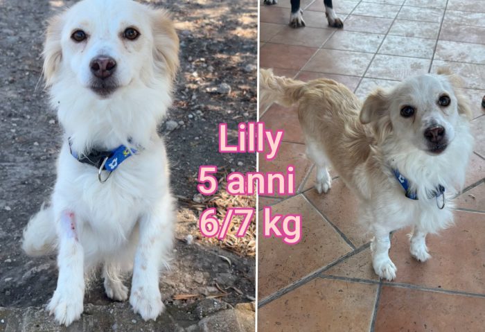 Piccoli cagnolini in cerca d'adozione