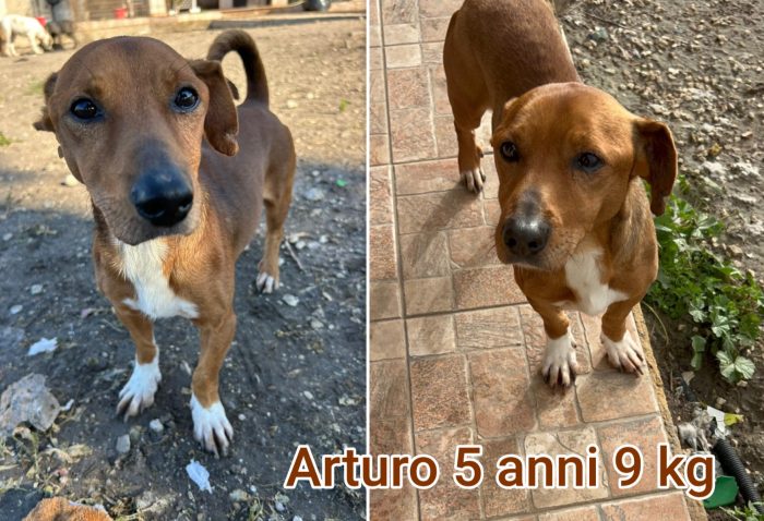 Piccoli cagnolini in cerca d'adozione - media 4