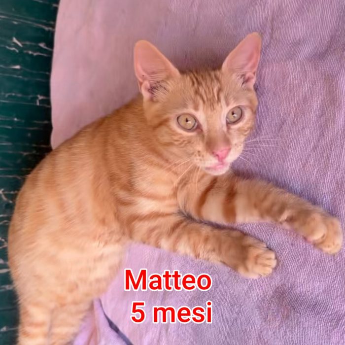 TANTI MICINI SOLI - media 7