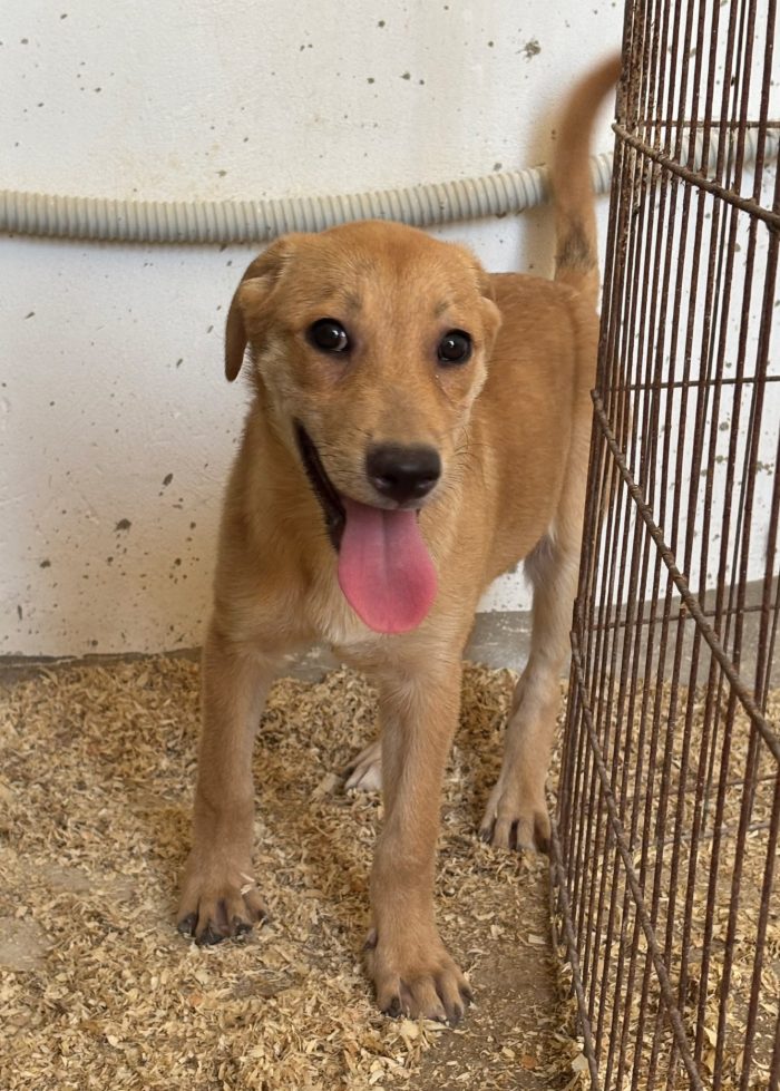 4 mesi: cucciola ignorata da tutti