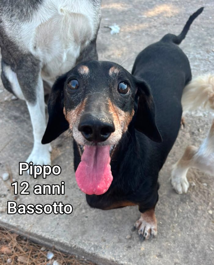 Canini piccini entro i 15 chili