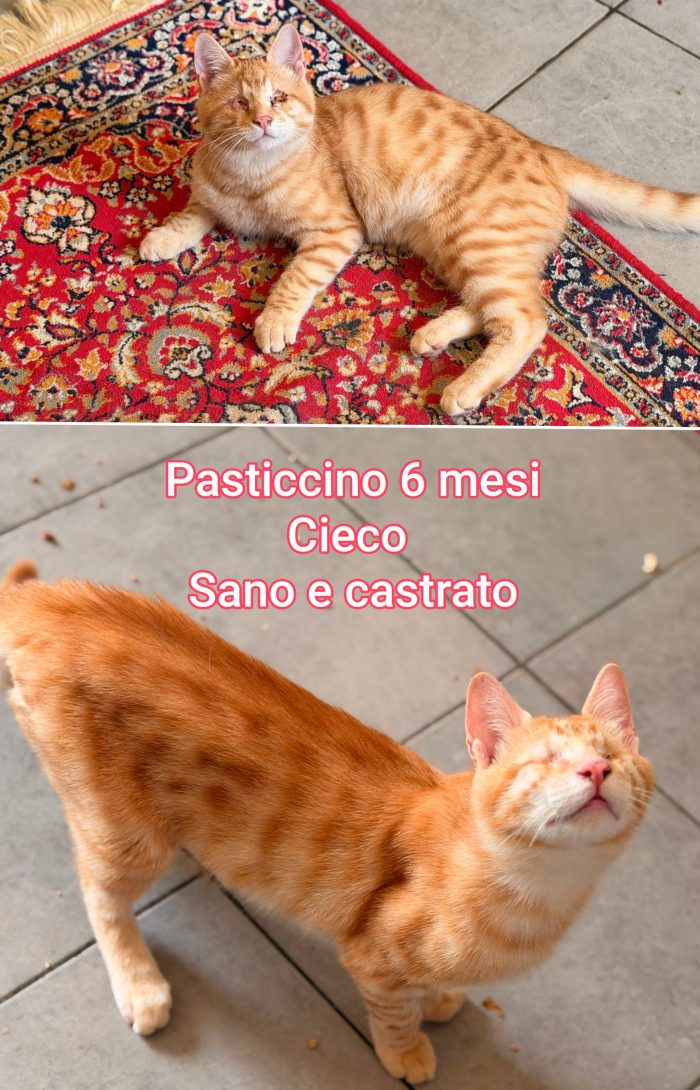 Buonissimi micetti trovatelli - media 4