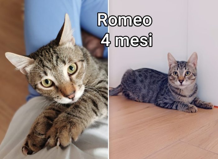 Buonissimi micetti trovatelli - media 6