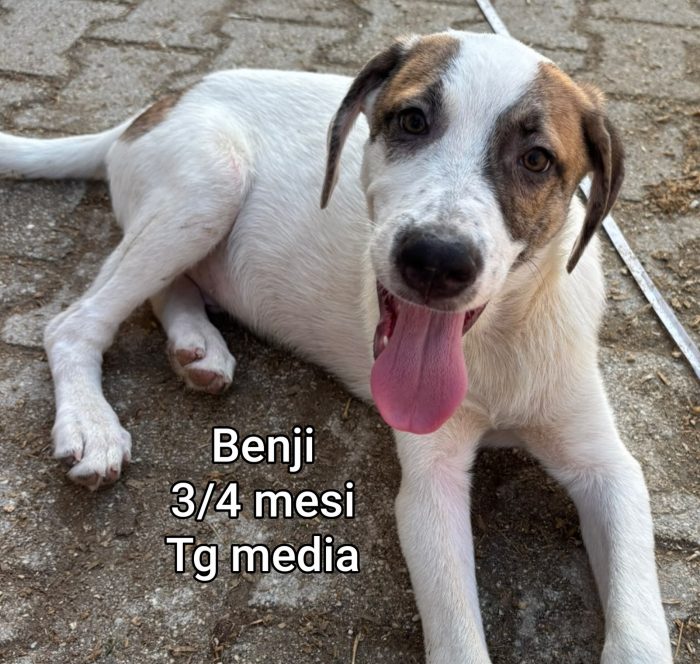 Teneri cuccioli bisognosi