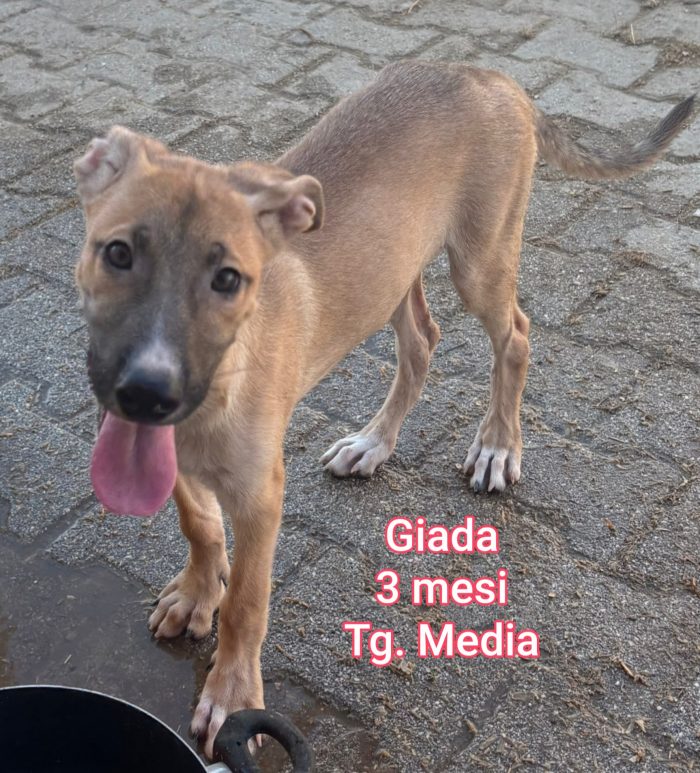 Teneri cuccioli bisognosi - media 10