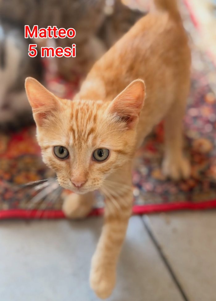 ADOTTA UN GATTO - media 6