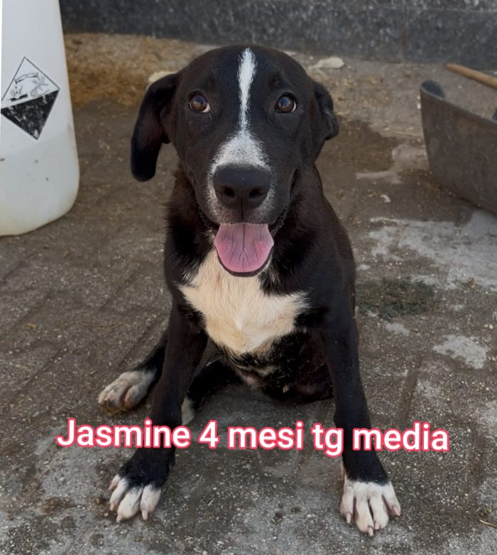 SALVA UN CUCCIOLO - media 5
