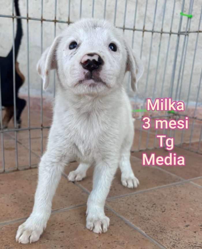 SALVA UN CUCCIOLO - media 7