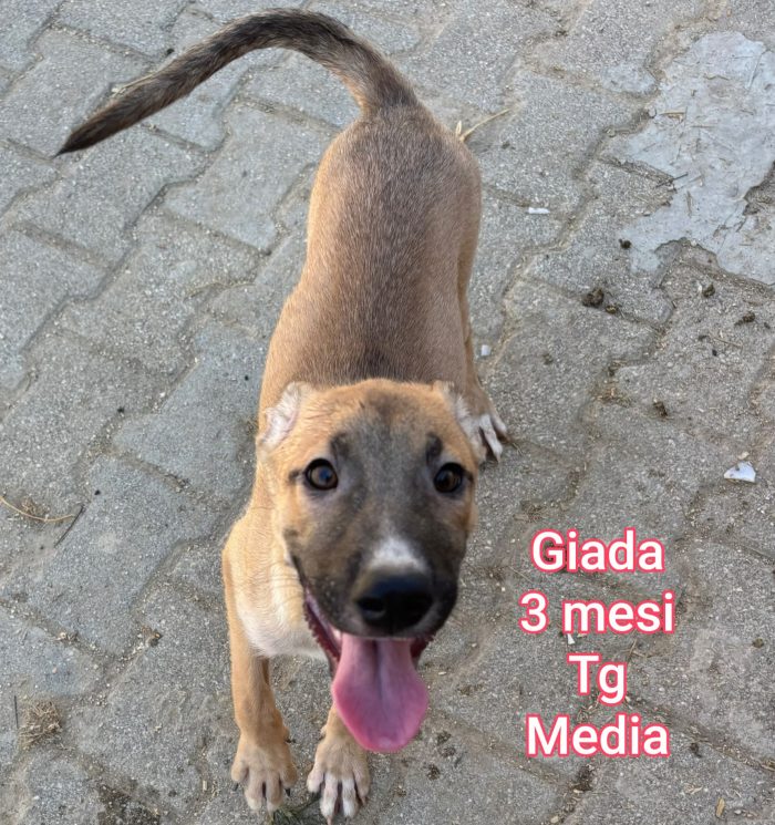 SALVA UN CUCCIOLO - media 6
