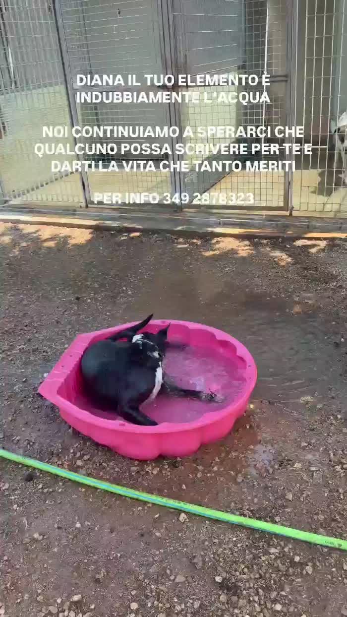 Diana da tanto tempo aspetta una famiglia