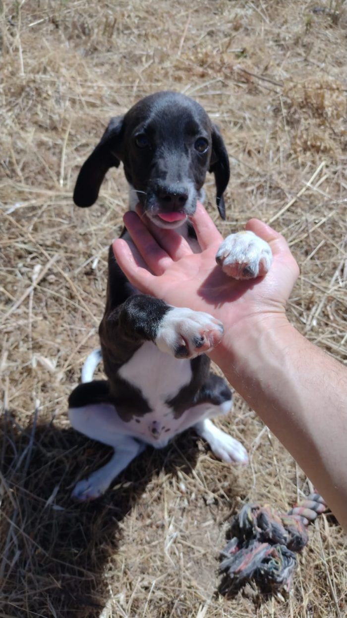 Ciao a tutti da Timmy (Splendido segugino di taglia piccola di 3 mesi) Catania