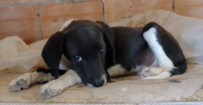 Ciao a tutti da Timmy (Splendido segugino di taglia piccola di 3 mesi) Catania