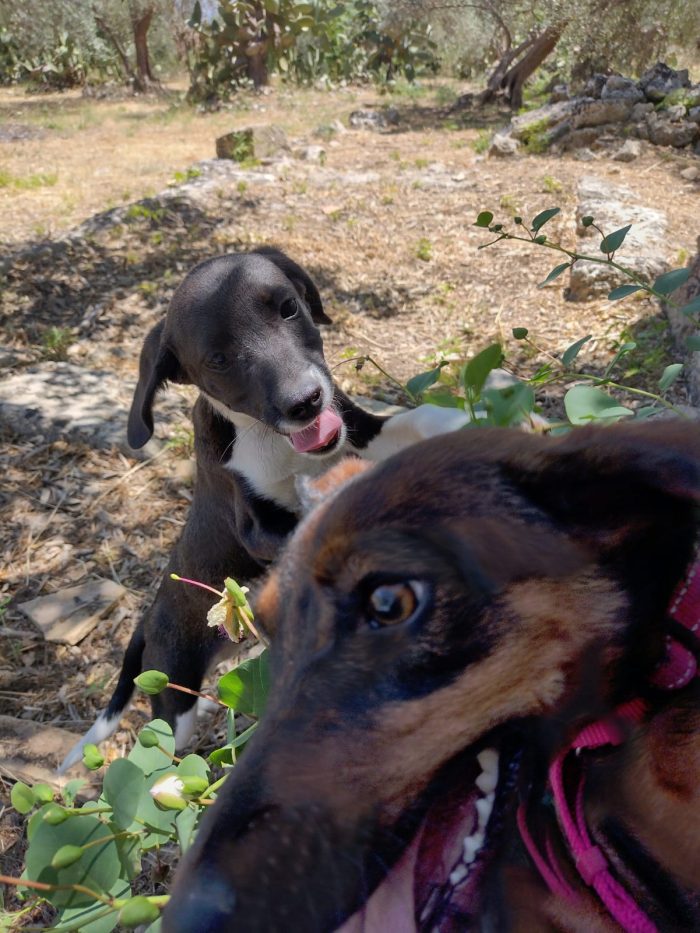 Ciao a tutti da Timmy (Splendido segugino di taglia piccola di 3 mesi) Catania - media 7