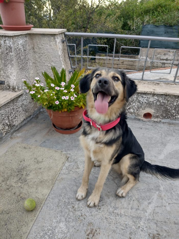 Ciao a tutti da Remì.! Splendido Simil Pastore di 1 anno (Catania) - media 8