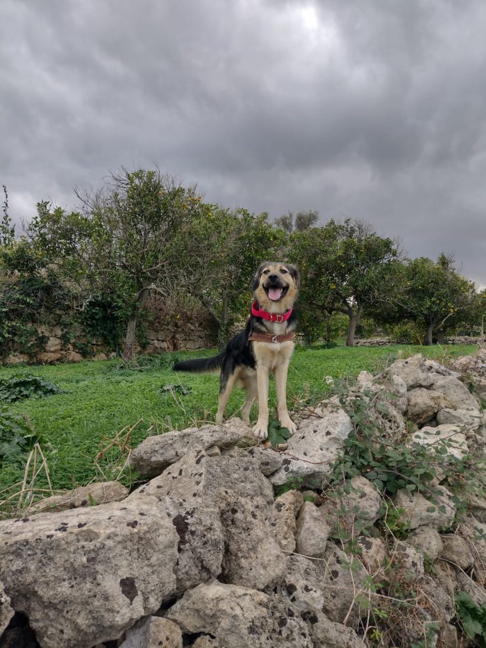 Ciao a tutti da Remì.! Splendido Simil Pastore di 1 anno (Catania) - media 9