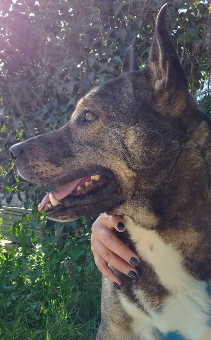 MILAGRO, cane buonissimo, abbandono estivo
