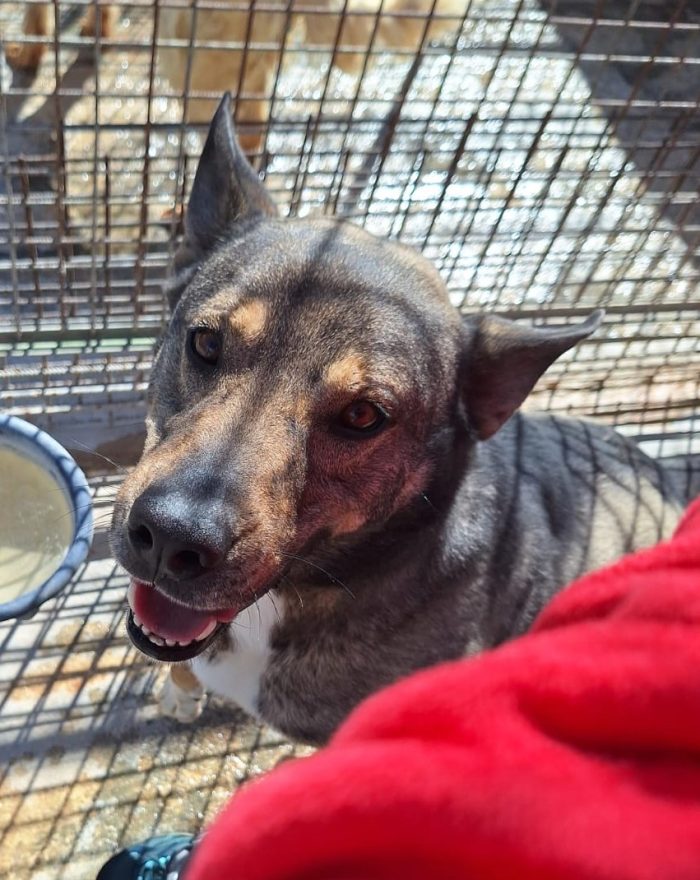 MILAGRO, cane buonissimo, abbandono estivo - media 5